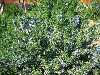 ボディーケアで使用するエッセンシャルオイルについて